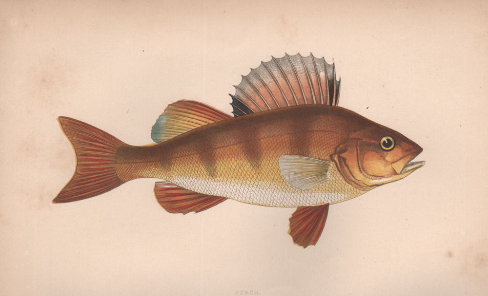 PERCH Perca major Pearch Perca fluviatilis La Perséque Perche COUCH Fish 1862